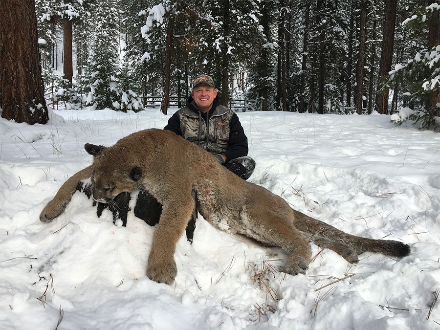 Mountain Lion Hunting Mountain Lion Hunting