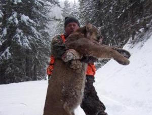 Mountain Lion Hunting