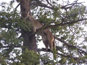 Mountain Lion Hunting