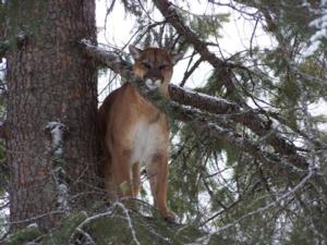 Mountain Lion Hunting