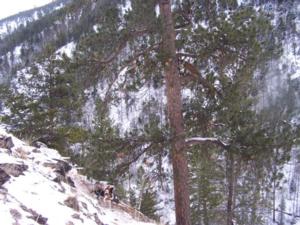 Mountain Lion Hunting